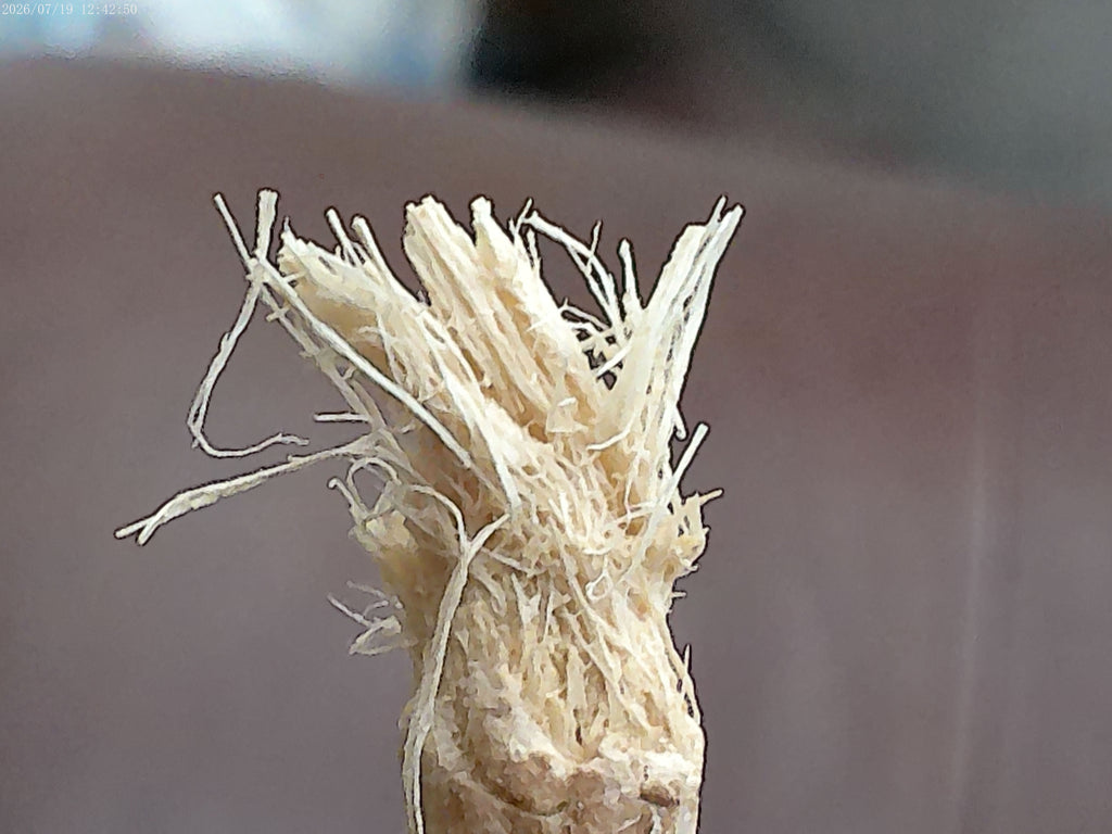 Dired Miswak - The Best Enviromentally Friendly Natural Toothbrush & Toothpaste Together